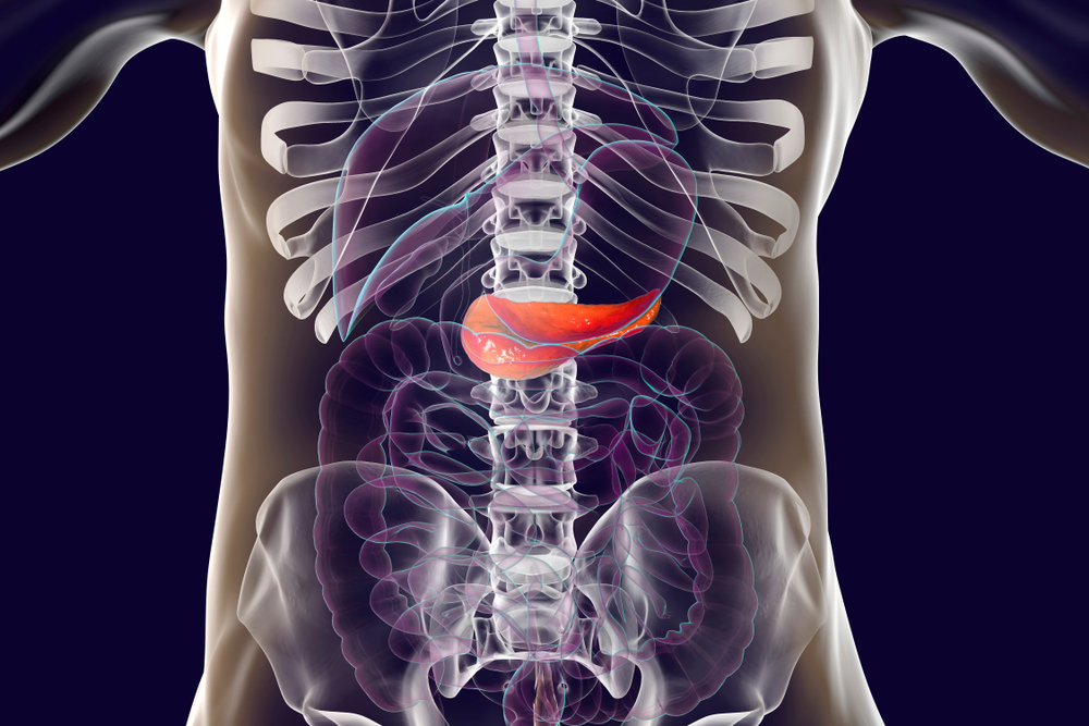 Human,Pancreas,Anatomy,,3d,Illustration,Showing,Organs,Of,Digestive,System